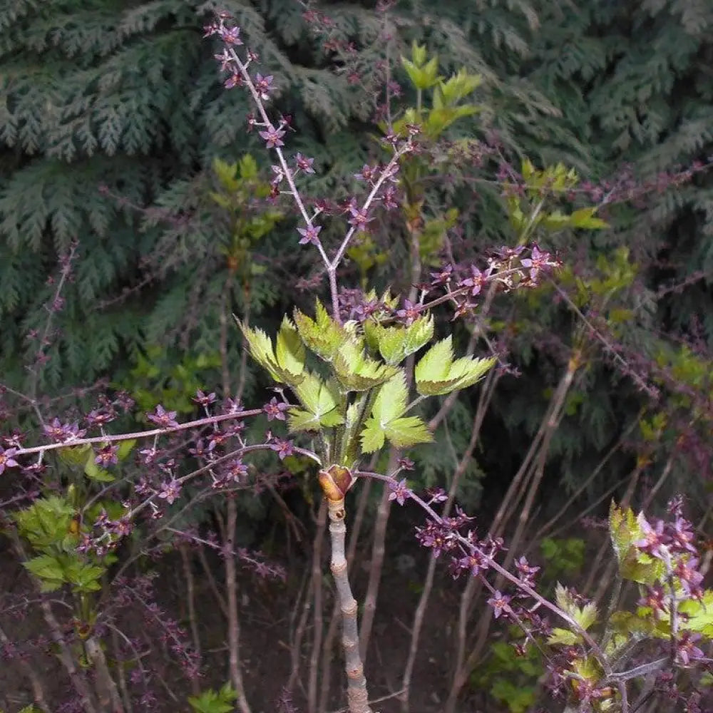 Yellowroot Tree