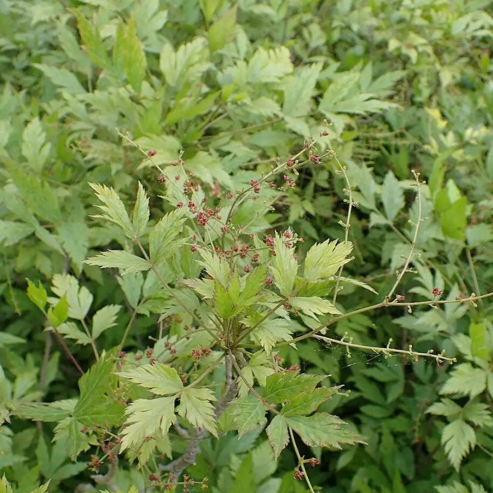Yellowroot Tree