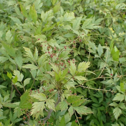 Yellowroot Tree