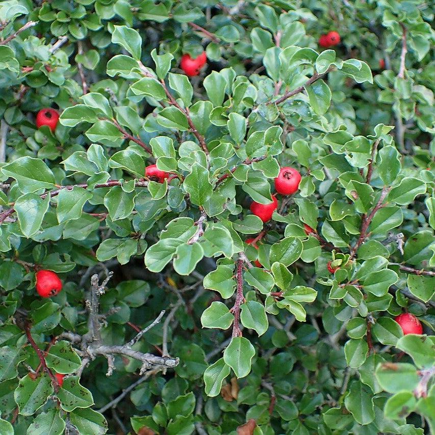 Cranberry Cotoneaster