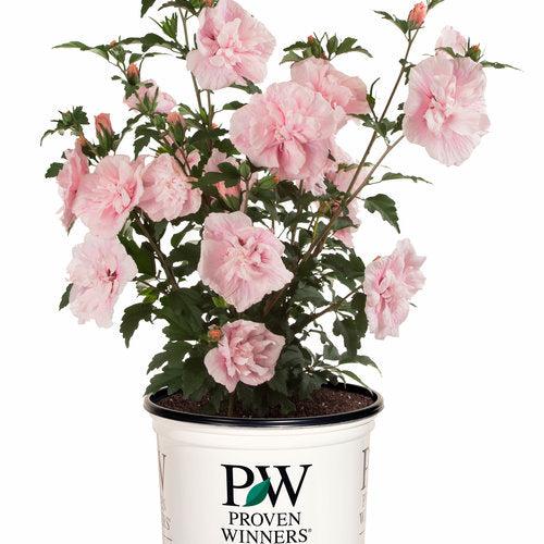 Pink Chiffon® Rose of Sharon