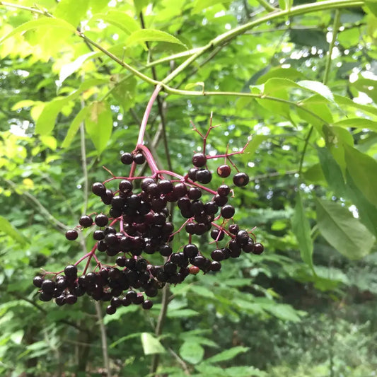 York Elderberry 3 GALLON Shrub