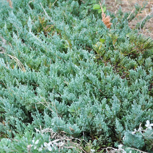 Youngstown Creeping Juniper 2 GALLON Shrub