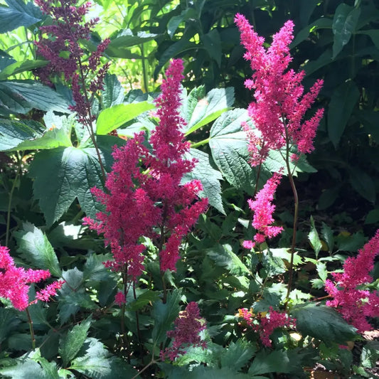 Younique™ Ruby Red Astilbe Perennial