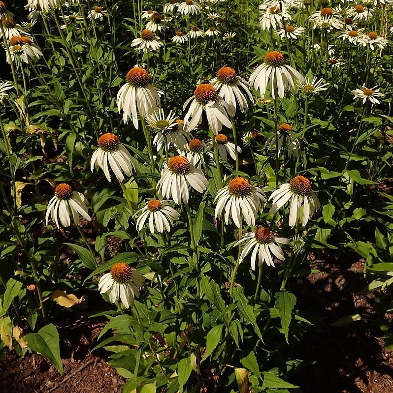White Swan Echinacea, Coneflower