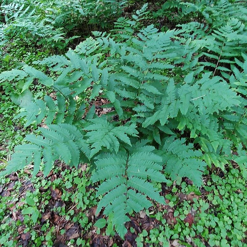 Dryopteris goldiana  - Goldie’s Shield Fern, Giant Wood Fern