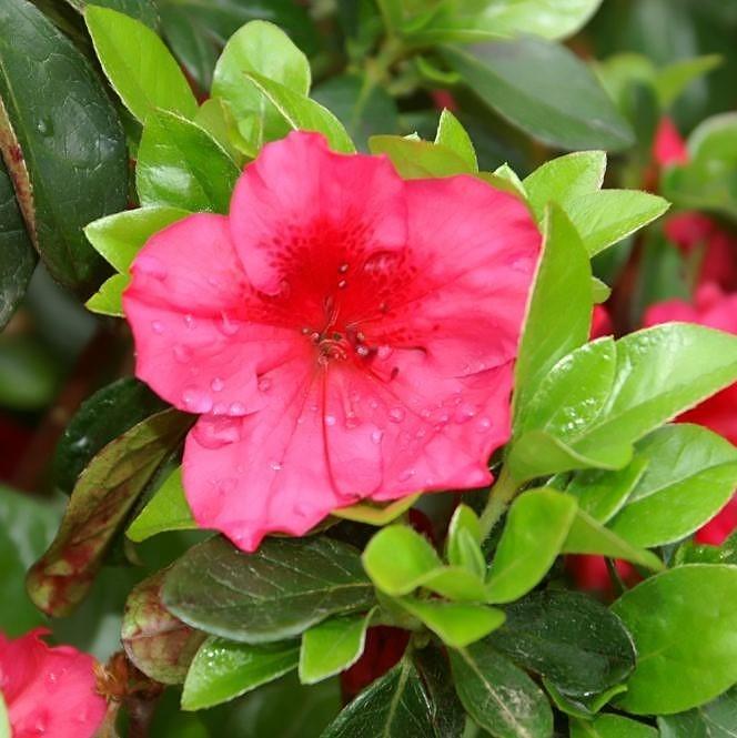 Girard's Crimson Azalea