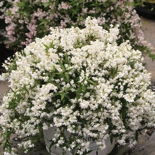 Yuki Snowflake® Deutzia Shrub