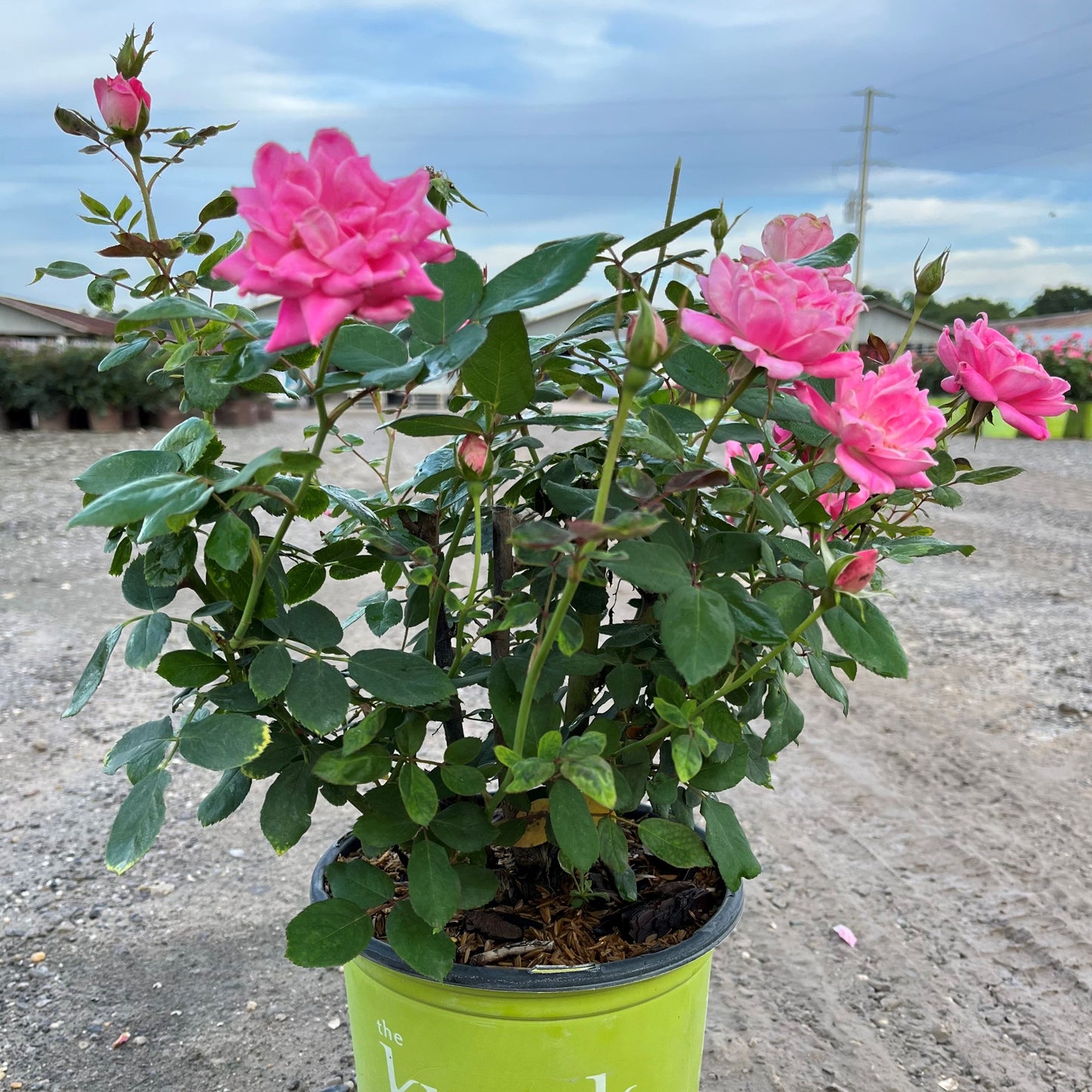 Double Pink Knock Out® Rose