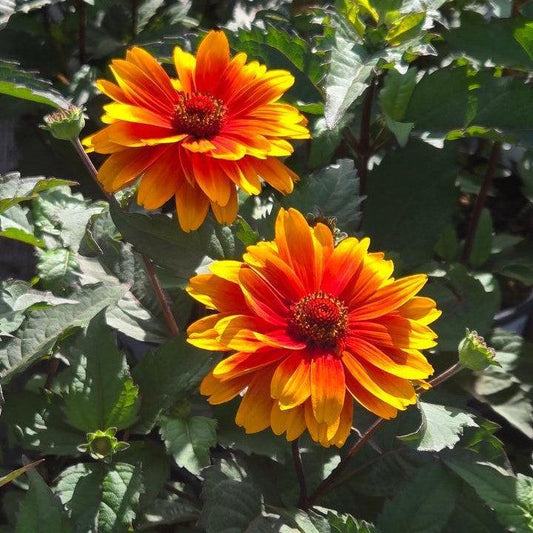 Heliopsis helianthoides 'Forged In Fire'  - Forged In Fire False Sunflower