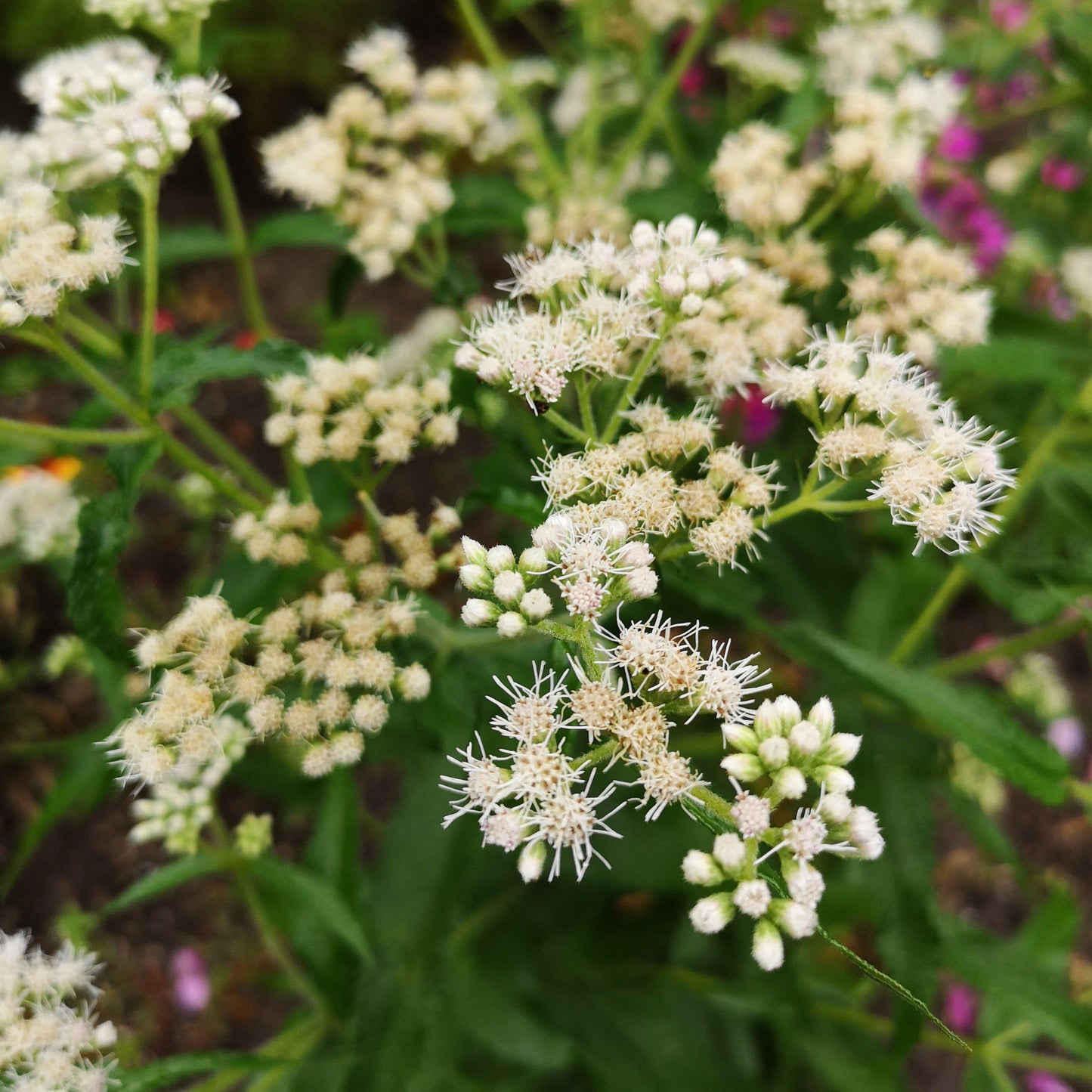 Eupatorium perfoliatum  - American Boneset