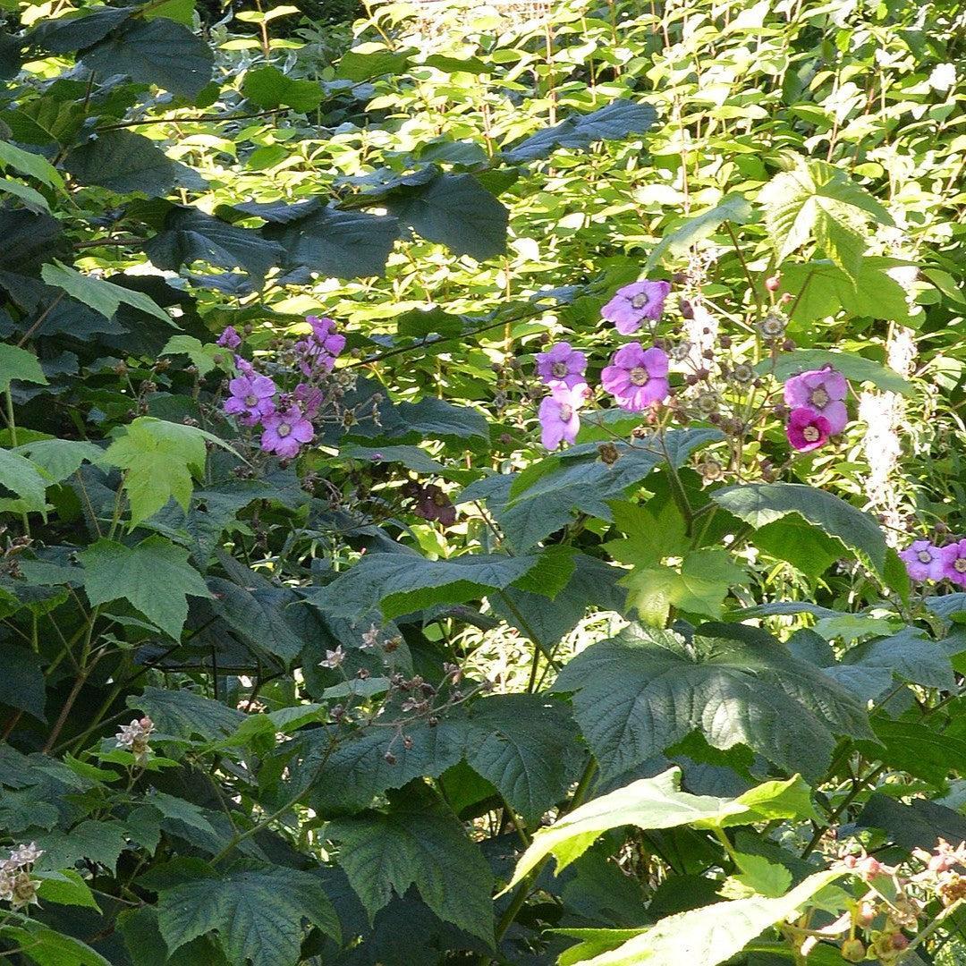 Rubus odoratus  - Flowering Raspberry