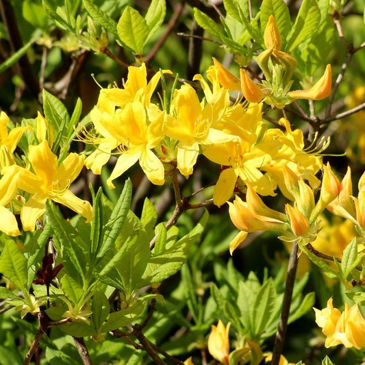Lemon Lights Native Azalea