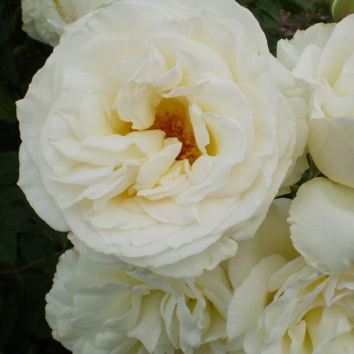 Rosa 'BAInest'  - First Editions® The Finest™ Rose