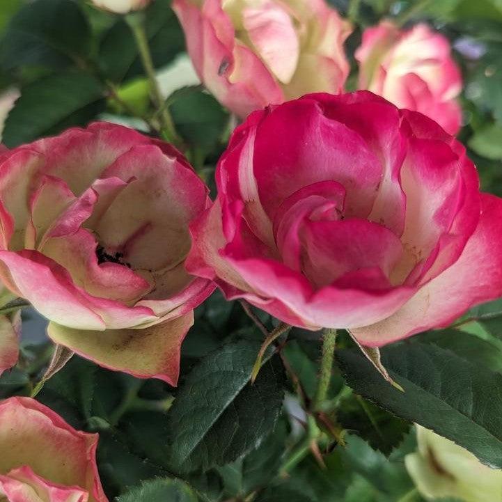 Rosa 'Radmeadow'  - Enchanted Meadow™ Rose