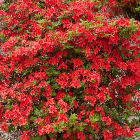 Rhododendron ''UMNAZ 633' PP33,787  - First Editions® Electric Lights™ Red Azalea