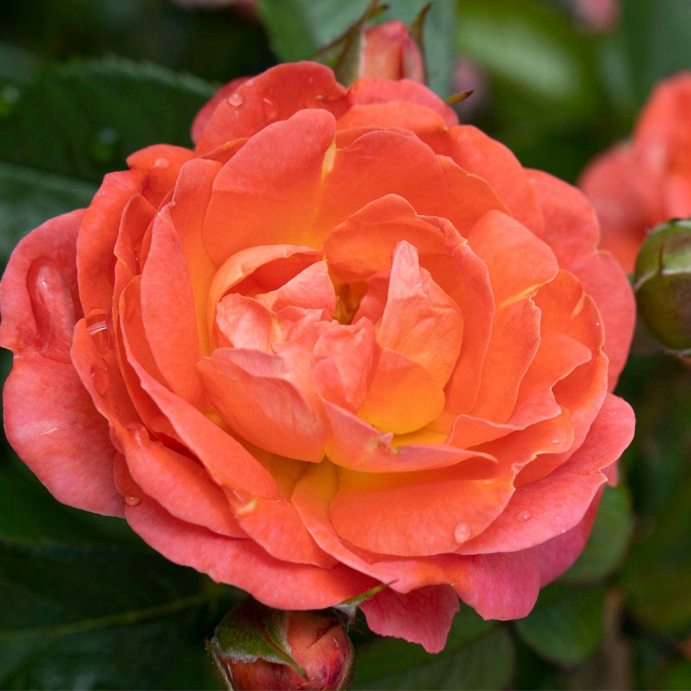 Roses – Sam Bridge at Home