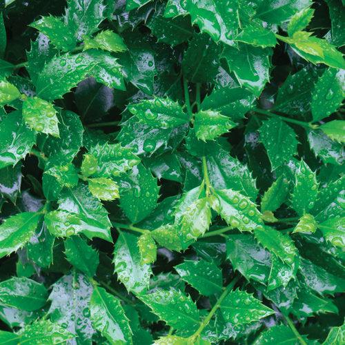 Castle Spire® Blue Holly